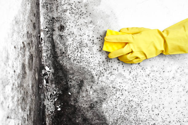 Mold Removal Process in Clifton Gardens, NY
