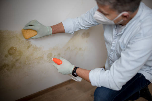 Best Toxic Mold Removal  in Clifton Gardens, NY