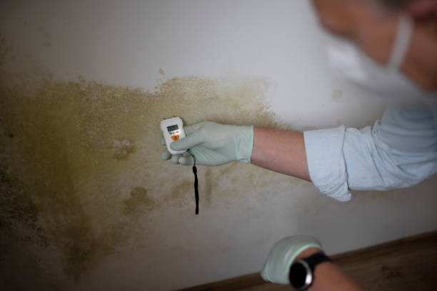 Best Attic Mold Removal  in Clifton Gardens, NY