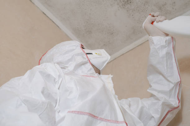 Attic Mold Removal in Clifton Gardens, NY
