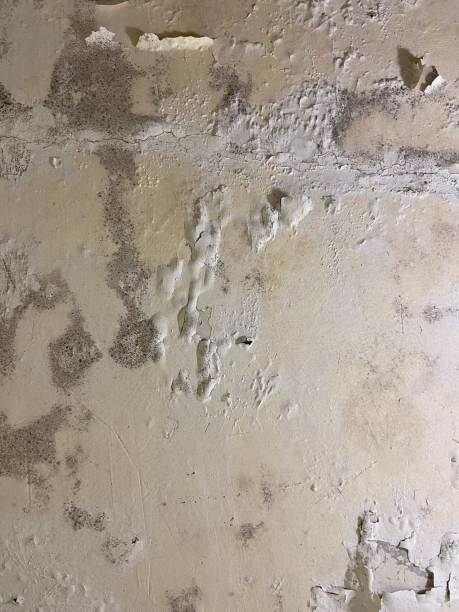 Best Emergency Mold Removal  in Clifton Gardens, NY