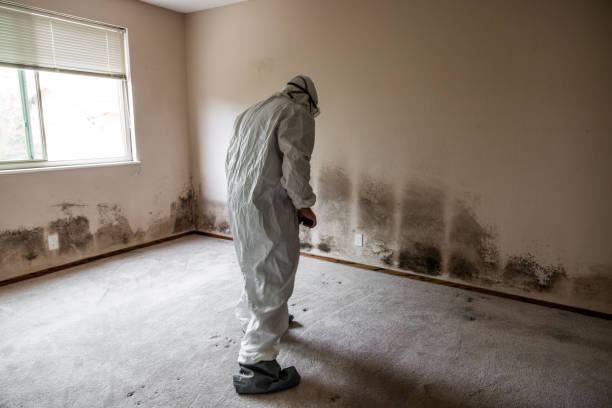 Best Fast Mold Removal  in Clifton Gardens, NY